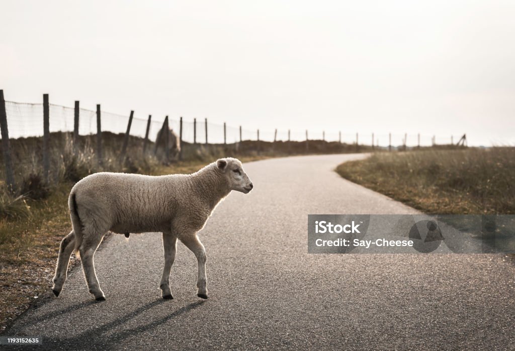 Sheep On Road Lamb Walking On Alley Baby Sheep Crossing Street Stock Photo  - Download Image Now - iStock
