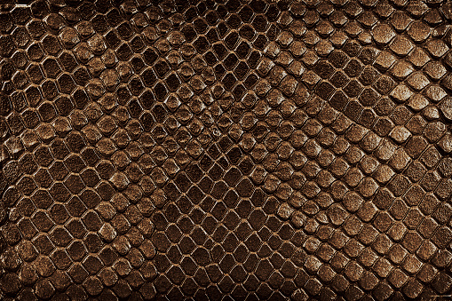 Brown snake skin, as background. Reptile.