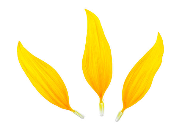 istock Sunflower petals isolated on white background, top view. 1193153876