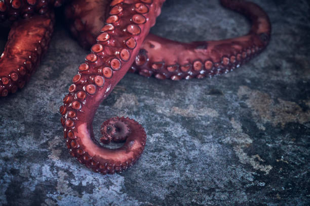 istock Octopus Tentacles with Sea Salt and Fresh Lemon 1193156935