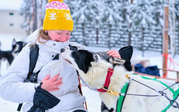 Woman with Husky family dog sled in winter Rovaniemi of Finland of Lapland. Person and Dogsled ride in Norway. Animal Sledding on Finnish farm, Christmas. Sleigh. Safari on sledge and Alaska landscape