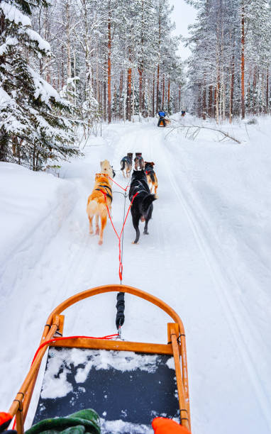 istock Husky dogs on sled in Rovaniemi forest reflex 1193158188