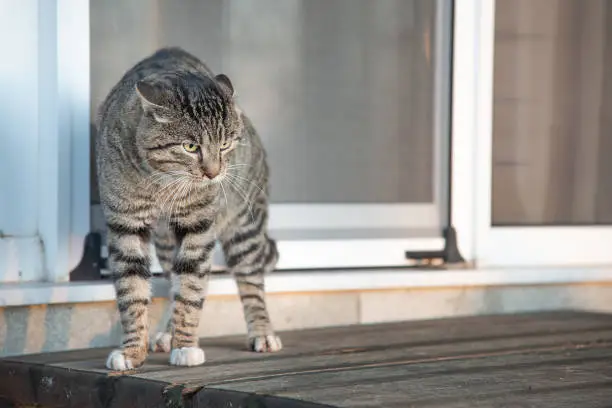 Photo of Scared cat outdoors.