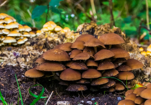 big cluster of chestnut brittlestem mushrooms, common fungi specie from Europe big cluster of chestnut brittlestem mushrooms, common fungi specie from Europe psathyrellaceae stock pictures, royalty-free photos & images