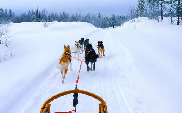 istock Husky sledge at Lapland of Finland reflex 1193158504