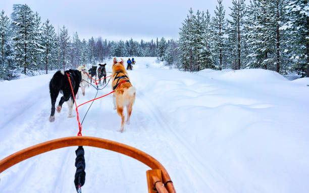 istock Husky dogs in sledding at Rovaniemi forest reflex 1193158946