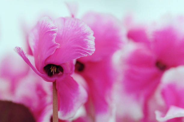 Close up of pink cyclamen