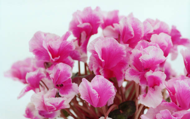 150+ Cyclamen Snow Stock Photos, Pictures & Royalty-Free Images - iStock