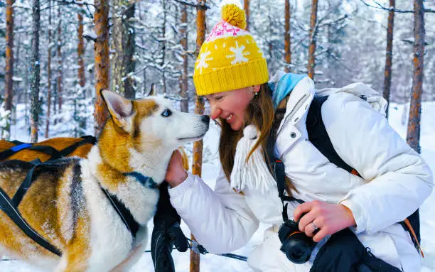 Woman with Husky family dog sled in winter Rovaniemi of Finland of Lapland. Person and Dogsled ride in Norway. Animal Sledding on Finnish farm, Christmas. Sleigh. Safari on sledge and Alaska landscape