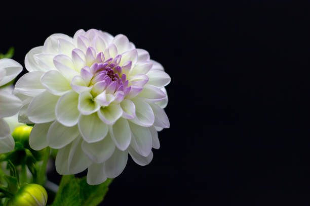 istock white dahlia in a vase on a dark background 1193160041