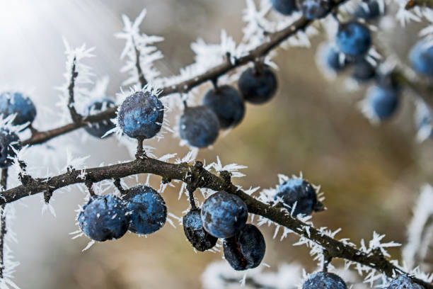 istock Bush sloes (blackthorn) covered by hoar-frost. 1193160228
