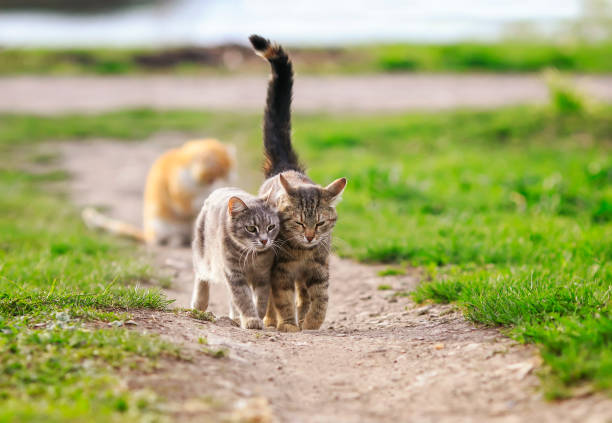 istock two cute striped cats walking on green grass on a Sunny meadow in spring 1193160432