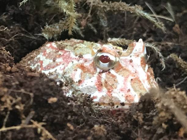 Pale pink and green rippled toad Frog nestled in Moss close up with red eyes Pale pink and green rippled toad Frog nestled in Moss close up with red eyes red frog fish stock pictures, royalty-free photos & images