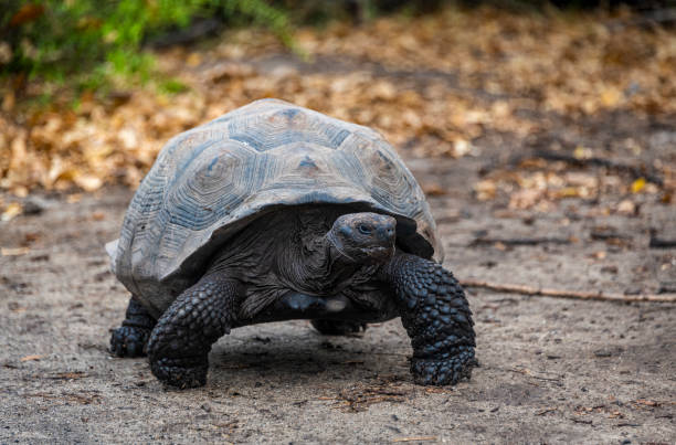 istock big giant turtle alone walking in Galapagos Islands 1193160978
