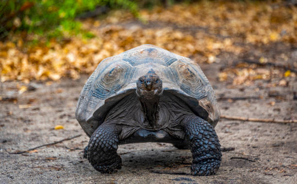 istock big giant turtle alone walking in Galapagos Islands 1193160980