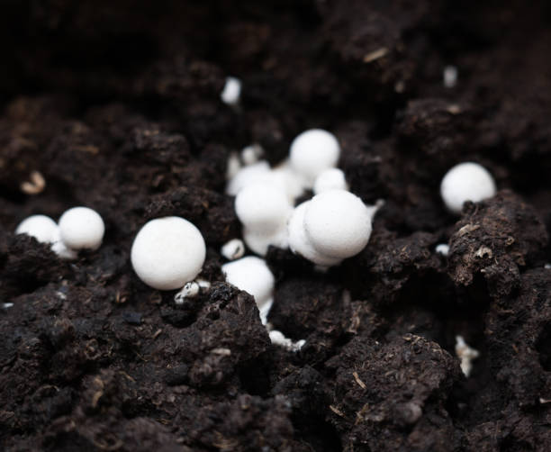 istock Button mushrooms in the ground 1193162158