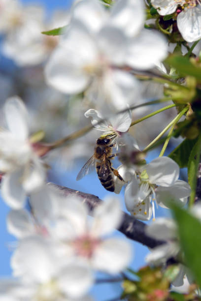 istock White delicate cherry blossoms against a blue sky. A bee collects nectar. Sunny warm day in early spring. The beginning of a new life. 1193162436