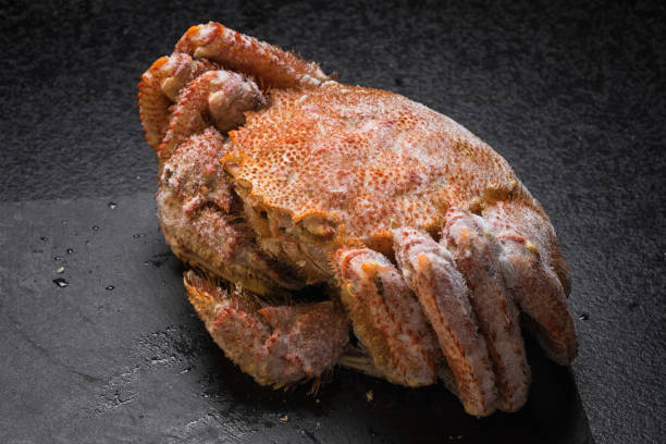istock Icy hairy crab laying on the black table and slate board, close up side view. 1193164140