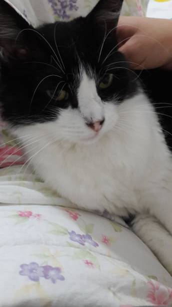 istock Lovely my cat 1193164822