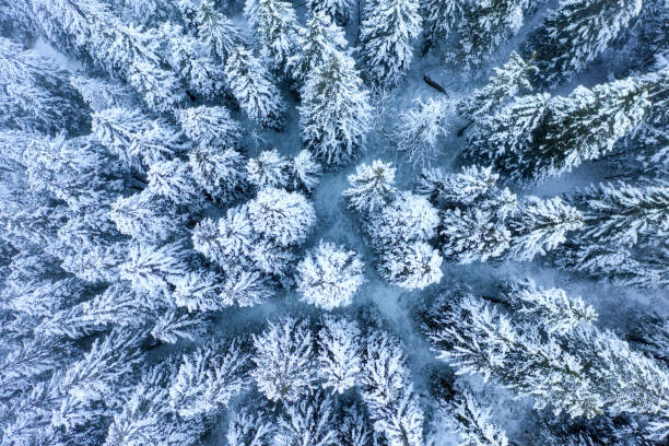 Winter woodland covered with snow and frost Winter woodland covered with snow and frost in blue morning landscape aerial top view. Winter forest background. norrbotten province stock pictures, royalty-free photos & images