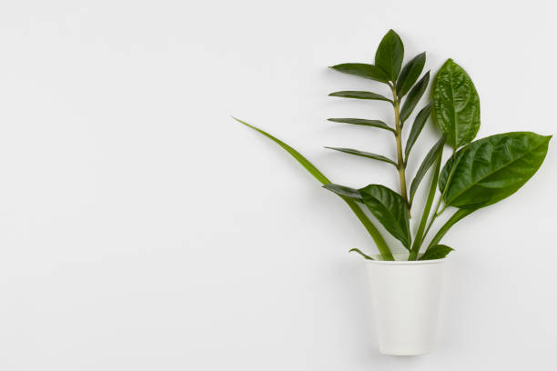 istock eco friendly disposable, compostable, recyclable paper cup with plant branches on white background. 1193165317