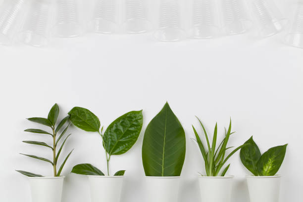 istock eco friendly disposable, compostable, recyclable paper cups with plant branches and plastic glasses on white background. 1193165326