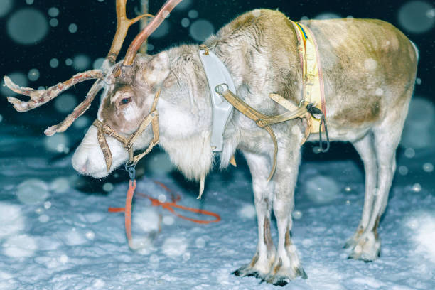 istock Reindeer at forest in Lapland Finland reflex 1193167644