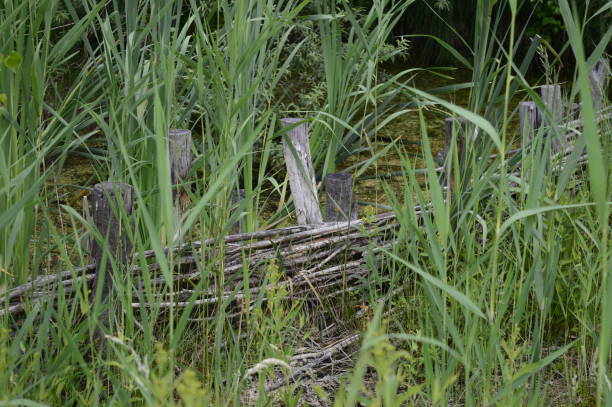 istock green marshes with green tall straws 1193168176