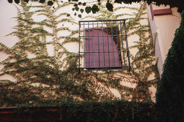 Old building covered with colorful leaves.