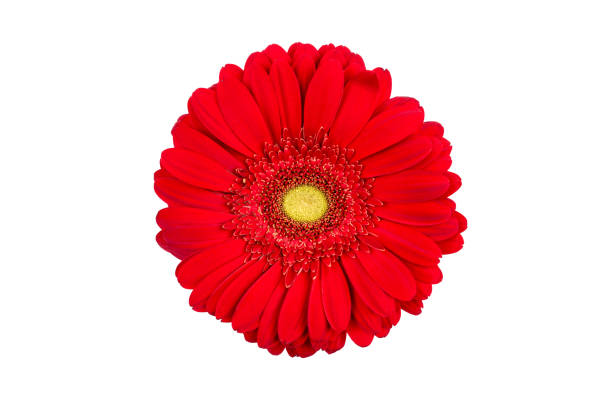 istock Red gerbera flower isolated on white background. 1193171256