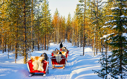 People on Reindeer sleigh in Finland in Rovaniemi at Lapland farm. Family on Christmas sledge at winter sled ride safari with snow Finnish Arctic north pole. Fun with Norway Saami animals.