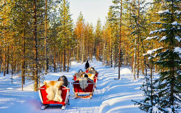 People in Reindeer sled caravan safari in forest Finnish Lapland reflex People on Reindeer sleigh in Finland in Rovaniemi at Lapland farm. Family on Christmas sledge at winter sled ride safari with snow Finnish Arctic north pole. Fun with Norway Saami animals. dogsledding stock pictures, royalty-free photos & images