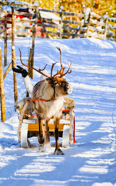 istock Woman while reindeer sledding ride in winter Rovaniemi reflex 1193172328