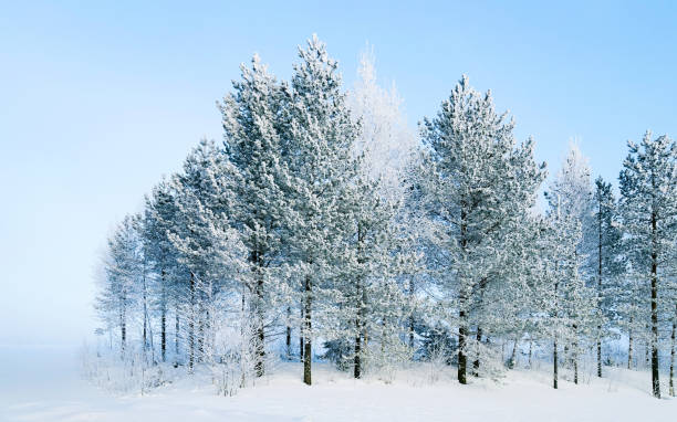 istock Snowy countryside and forest at winter Rovaniemi reflex 1193173519