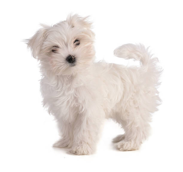 istock Maltese bichon puppy standing 1193173591