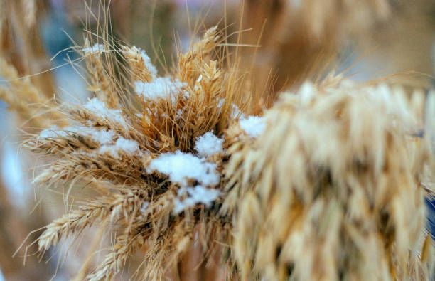 istock Christmas decoration from cereal plants, herbs and sisal thread 1193173681