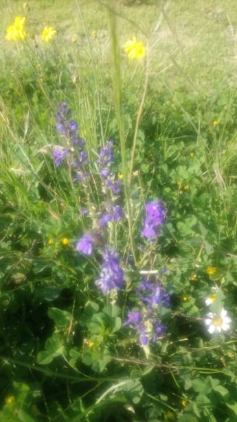 istock Flowers, field, wildlife 1193173694