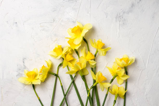 istock Yellow daffodils on a white stone background. Flat lay, top view 1193174814