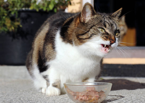 istock A little cat makes a funny face while eating 1193174815