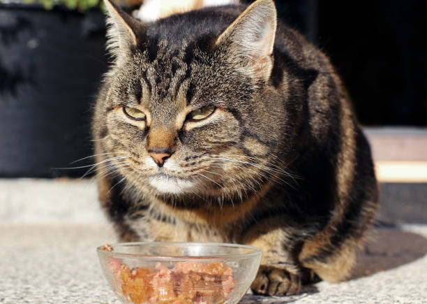 A fat cat makes an evil-happy face while eating A fat cat makes an evil-happy face while eating purebred cat stock pictures, royalty-free photos & images