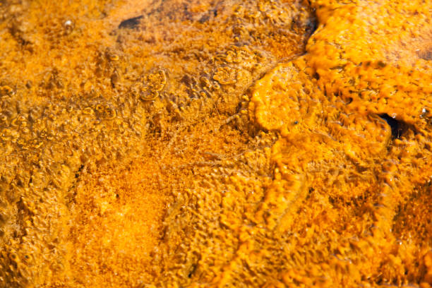 istock Yellowstone National Park 1193174984