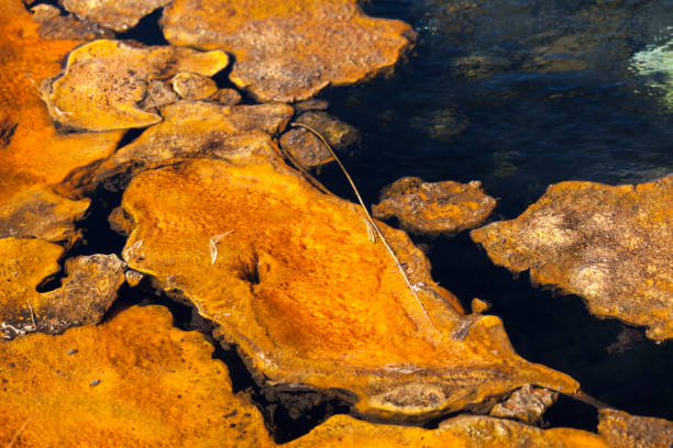 istock Yellowstone National Park 1193175004