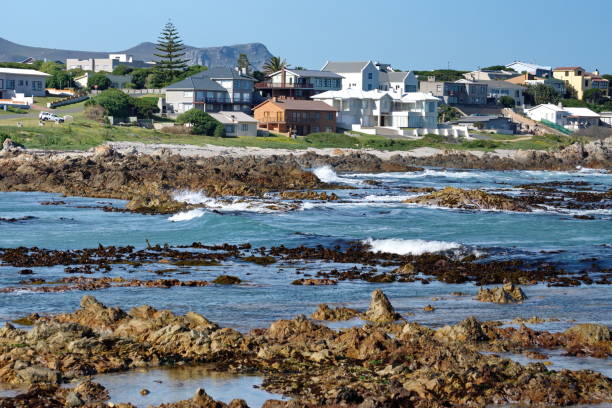 istock Kelp in the bay in Kleinbaai 1193175125
