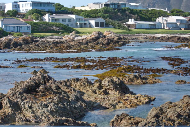 istock Kelp in the bay in Kleinbaai 1193175142