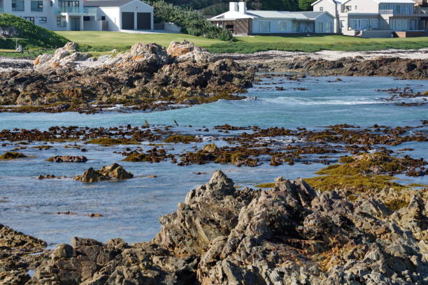 istock Kelp in the bay in Kleinbaai 1193175146
