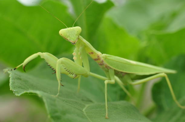 istock Closeup of mantis in the wild 1193175229