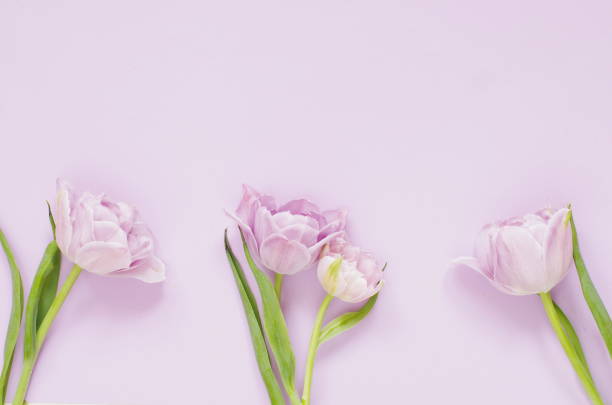 istock light lilac  tulips on the light lilac background. Flat lay, top view. 1193176606