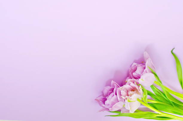 istock light lilac  tulips on the light lilac background. Flat lay, top view. 1193176613