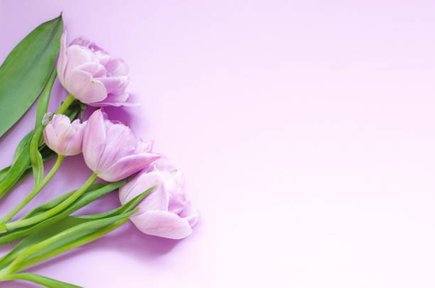 istock light lilac  tulips on the light lilac background. Flat lay, top view. 1193176620