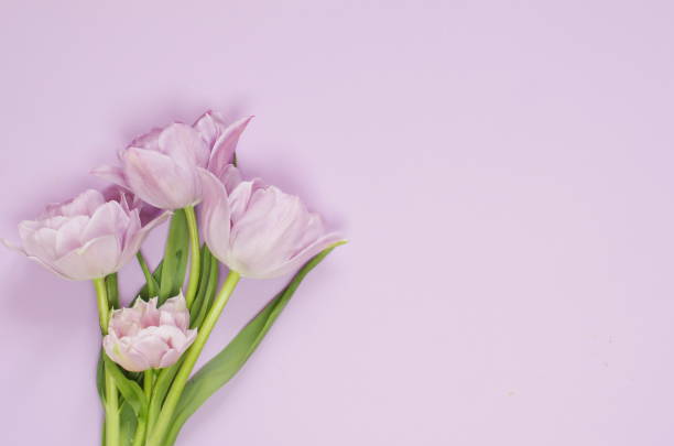istock light lilac  tulips on the light lilac background. Flat lay, top view. 1193176628